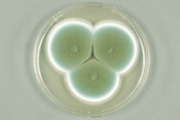 Penicillium